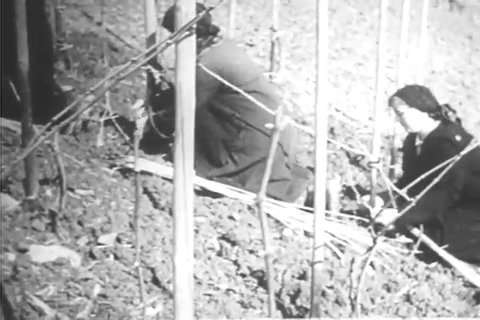 CIRCA 1930s - Silent footage of German farmers working on a grape farm