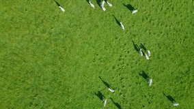 Aerial view of sheep grazing on green meadow in summer of South Island, New Zealand. Livestock farm. 4K video taken from drone.