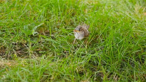The little sparrow fell from the nest to the grass.