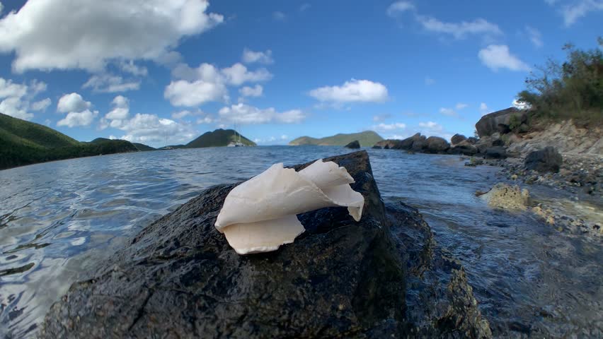 Conch Sea Shell, Tropical Beach, St. John, USVI Royalty-Free Stock Footage #1022227345
