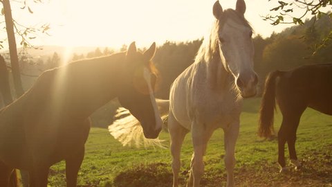 SLOW MOTION, LENS FLARE, PORTRAIT: Two senior horses grazing and enjoying the peaceful summer evening on the beautiful ranch. Stunning shot of two old horses illuminated by the bright golden sunrise.