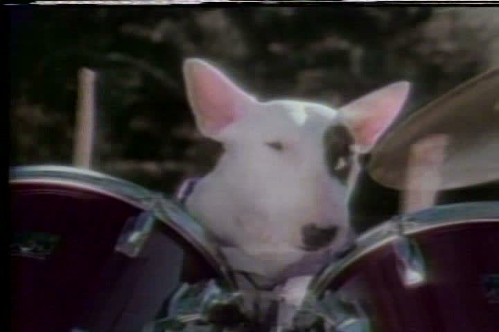 bull terrier spuds mackenzie