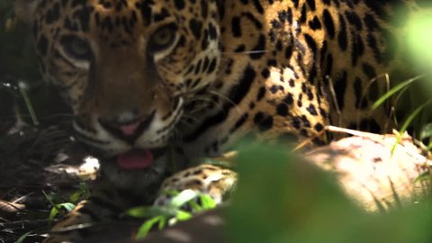 BELIZE - CIRCA 2018 - A jaguar snarls and shows teeth close up in the jungle of Belize.