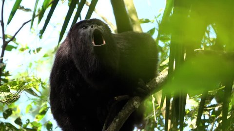 BELIZE - CIRCA 2018 - A howler monkey cries out in a tree in the rainforest of Belize.