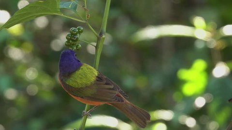 SOUTH AMERICA - CIRCA 2018 - A multicolored bird, the painted bunting male, in a forest.
