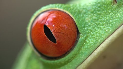 SOUTH AMERICA - CIRCA 2018 - Extreme close up of the eye of a red eyed tree frog blinking.
