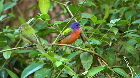 SOUTH AMERICA - CIRCA 2018 - Male and female painted bunting songbirds in a forest.