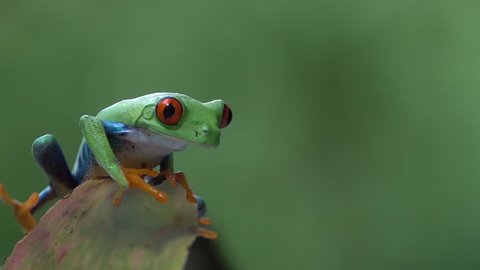 SOUTH AMERICA - CIRCA 2018 - Close up of a red eyed tree frog jumping from a leaf in the jungle in slow motion.