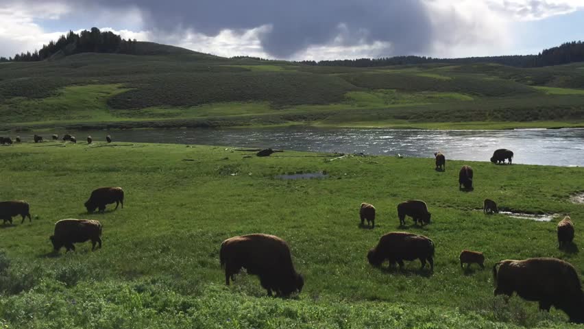 Bison Grazing in Morning, Yellowstone National Par