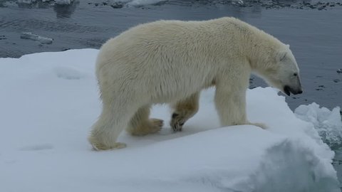 Polar bear walking in an arctic.
