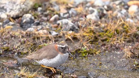 Diademed Sandpiper-Plover (Phegornis mitchellii) sighted in its natural environment at 4000 masl walking on a small stream.