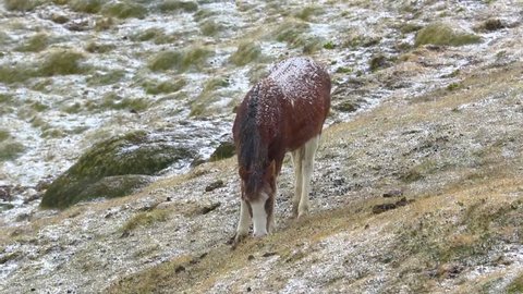 Horses enduring hard snow in the Andean peaks
