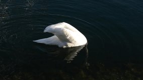 Beautiful and elegant white swan diving and searching for food in the water. White mute swan swimming in the lake in nature. Swan eating food. Group of birds in the water. White swan swimming