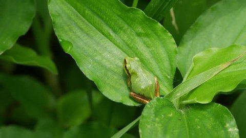 Japanese tree frog - Hyla japonica - is resting on a leaf, JAPAN. without sounds
