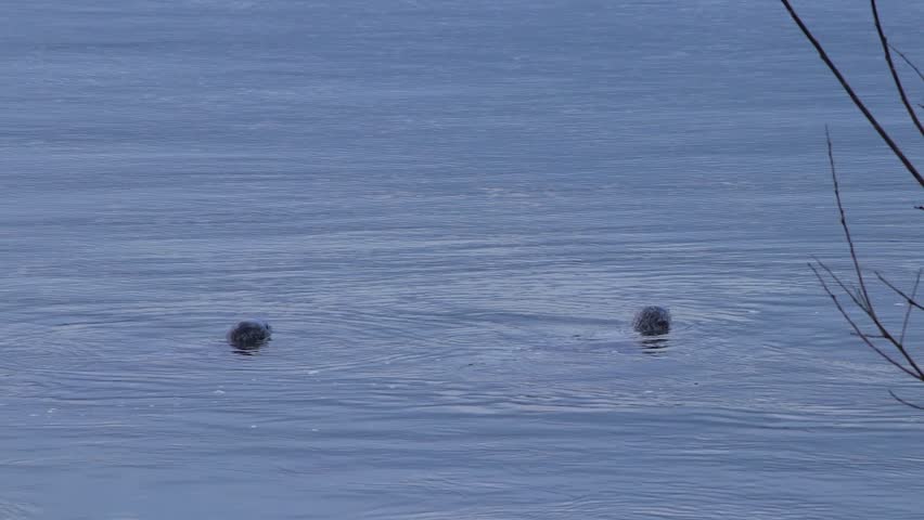 two seals peeking above the surface