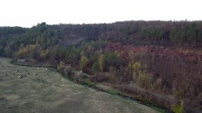 Aerial view of autumn field and forest