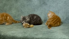 British kittens of blue or red color play with each other. Little pets, pedigree kittens, babies. Funny and fun video with kittens.