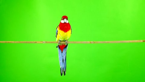 Rosella parrot on a stick on a green screen.