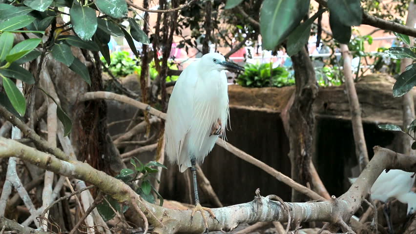White heron is in close proximity in the green grass, and watches.