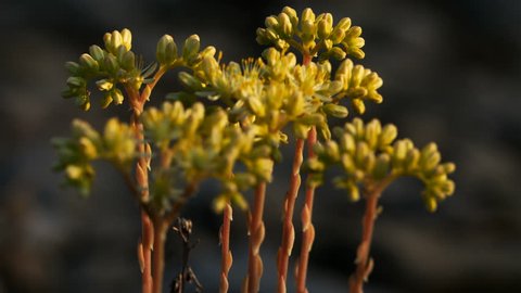 Sedum acre, commonly known as the goldmoss stonecrop, mossy stonecrop, goldmoss sedum, biting stonecrop and wallpepper