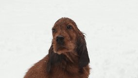 Irish Setter dogs play in a snowy forest. Beautiful winter video. Purebred puppy. Running dogs Snow, forest, magic, nature. Wonderful animal video.