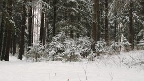 Irish Setter dogs play in a snowy forest. Beautiful winter video. Purebred puppy. Running dogs Snow, forest, magic, nature. Wonderful animal video.