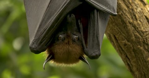 Close up of head and top of wings of a fruit bat, or flying fox, hanging upside down facing the camera. Its wings are folded across its body, covering its nose and mouth. 