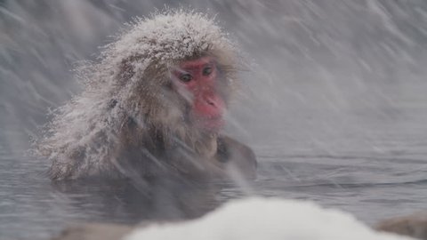 SnowMonkey - Monkey in spa snowy cold day