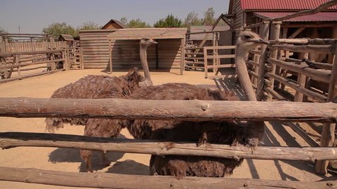 African ostrich in an aviary on a ostrich farm. Ostriches on a bird farm