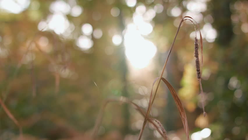 Rack Focus Between Long Grass And The Sun Breaking Through The Autumn / Fall Tree Line | Shutterstock HD Video #1022280970