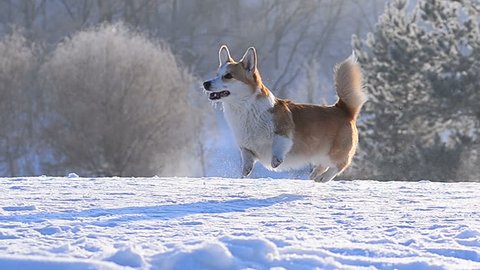 Cute welsh corgi dog shows dance on a snow