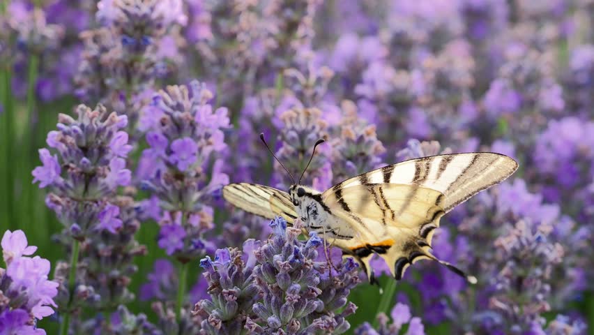 butterfly in blooming lavender field (scarce swallowtail)