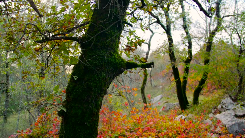 oak tree in colorful autumn forest camera orbit around slowly