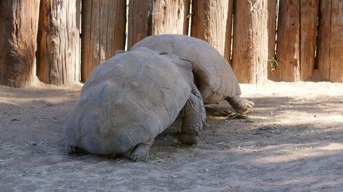 Tortoise fighting at the zoo.