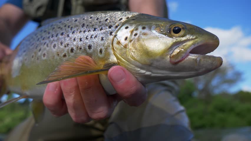 Brown trout held on display by angler on a sunny day