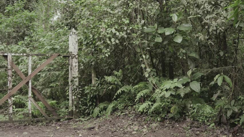 In the middle of the forest. Лес the forest. In the middle of the forest. Кони в лесу эстетика. In the middle of the forest.