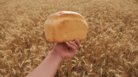 man holds a bread in a wheat field.slow motion video. successful agriculturist in field of wheat. lifestyle harvest time. bread baking vintage agriculture concept