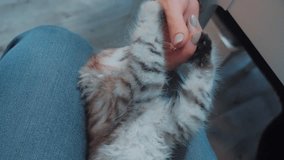 man playing with a kitten with his hand on his lap. little kitty is played beautiful cute funny video. cat pet lifestyle kitten and human host friendship love care