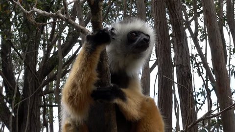 Diademed Sifaka. Diadema, endemic, endengered. Rare lemur,close up, portrait.(Propithecus diadema),Wild nature Madagascar
