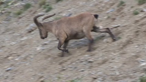 Golden Jackal Yarkon Park Tel Stock Footage Video 100 Royalty Free 1018225717 Shutterstock