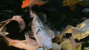 Koi fish in water swim nature pets 4k video