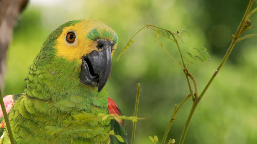 4k close up footage of a green, yellow and blue Macaw parrot. Exotic colorful parrot, in the tropical rainforest Brazil.