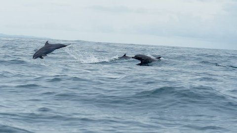 Group of dolphins swimming in tropical waters. Bottlenose dolphins swimming in the open Caribbean sea. Wild life fauna in Bocas del Toro islands in the Isla Bastimentos National Marine Park in Panama.