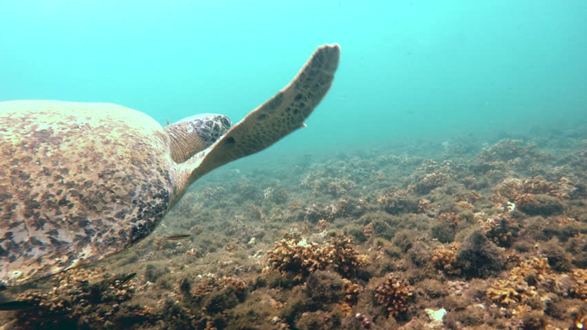 Atlantic ridley sea turtle swimming in the coral reef. The Kemp