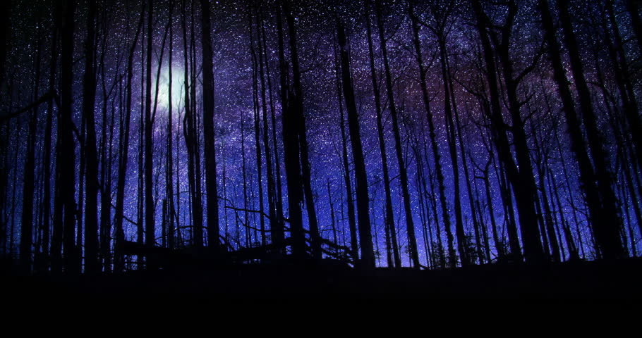 Beautiful Forest At Night Sky Stock Footage Video 100 Royalty Free Shutterstock