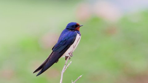 the barn swallow in natural habitat (hirundo rustica) in spring
