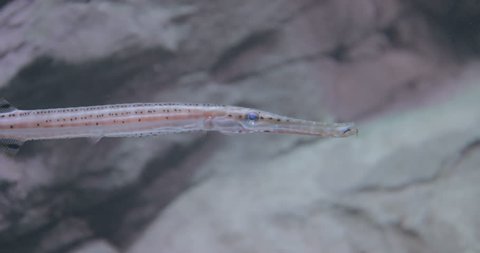 West Atlantic trumpetfish
