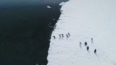Antarctica Gentoo Penguin Jump Water Aerial View. Antarctic Wild Bird Dive to Cold Coast Glacier Ocean from Snow Covered Land. Winter Arctic Wildlife Swim Behavior Drone Flight Footage Shot 4K (UHD)