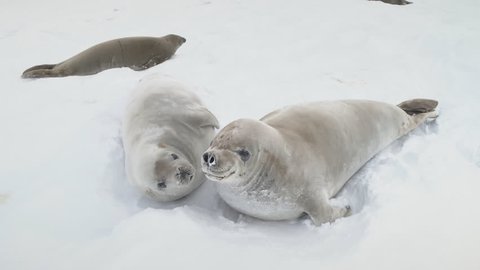 Young Weddell Seal Play Together Close-up View. Arctic Crabeater Family Rest on Winter Snow Covered Land. Antarctica Peninsula Landscape Wildlife Animal Behavior Footage Shot in 4K (UHD)