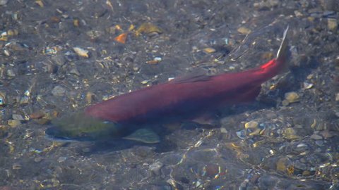 Spawning salmon in Kurile Lake at nature reserve, Kamchatka, Russia